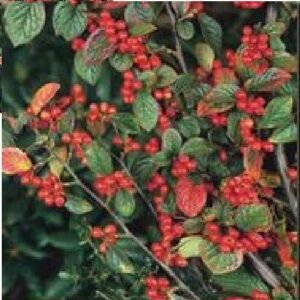 Flower - Cotoneaster dielsianus Seed