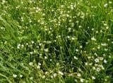 Wild Flower Common MouseEar Cerastium fontanum Seeds