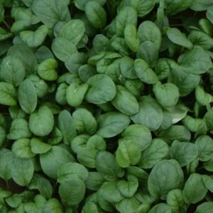 Yukina Savoy Seeds