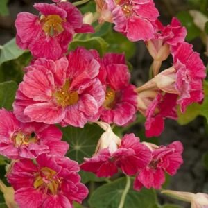 Nasturtium Cherry Rose Jewel Seeds