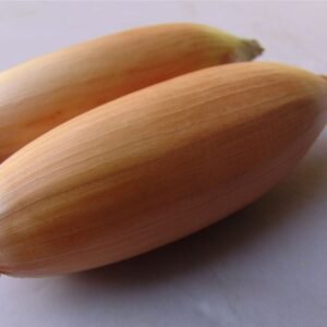 Onion Tosca Seeds