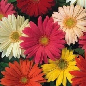 Gerbera Jamesonii Hybrids Seeds - Reduced due to short life