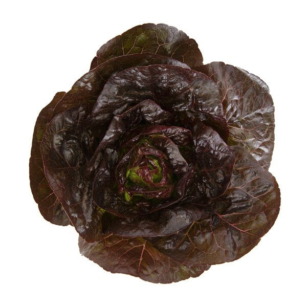 Alaine1.jpg