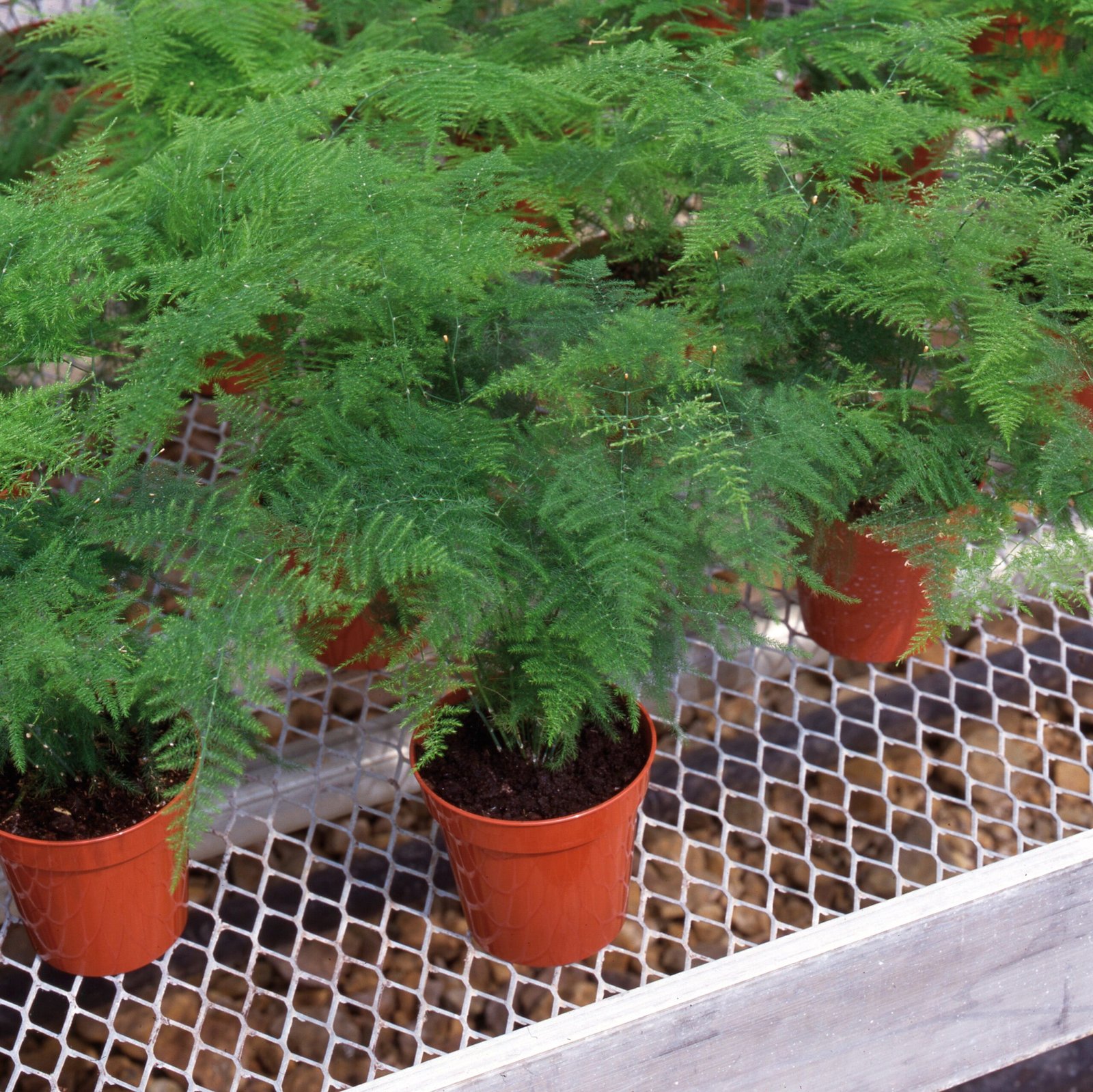 Asparagus_Nanus_Container_49689-scaled-1.jpg