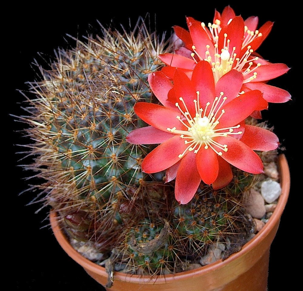 Aylosterafulviseta.jpg