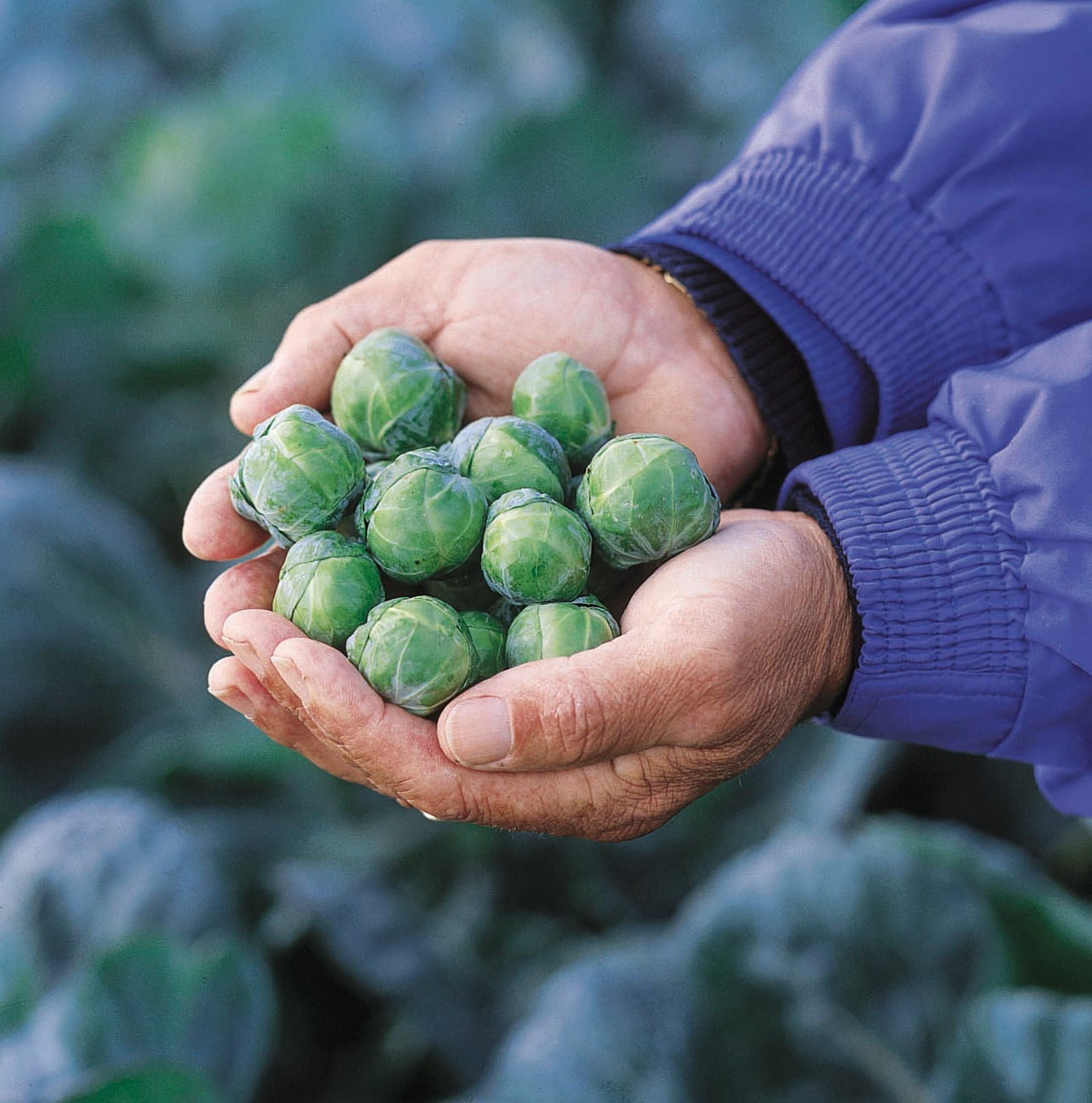 Brussel_Sprout_Brilliant_comp_7bc3b4bc-5a54-42ac-abf1-e4b073210217.jpg