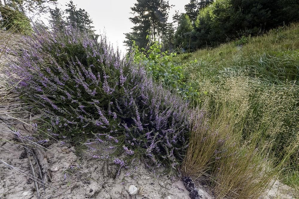 Calluna_Vulgaris_Common_Heather_comp_742d8d4f-82d3-4f47-84b5-0f85e712c49f.jpg