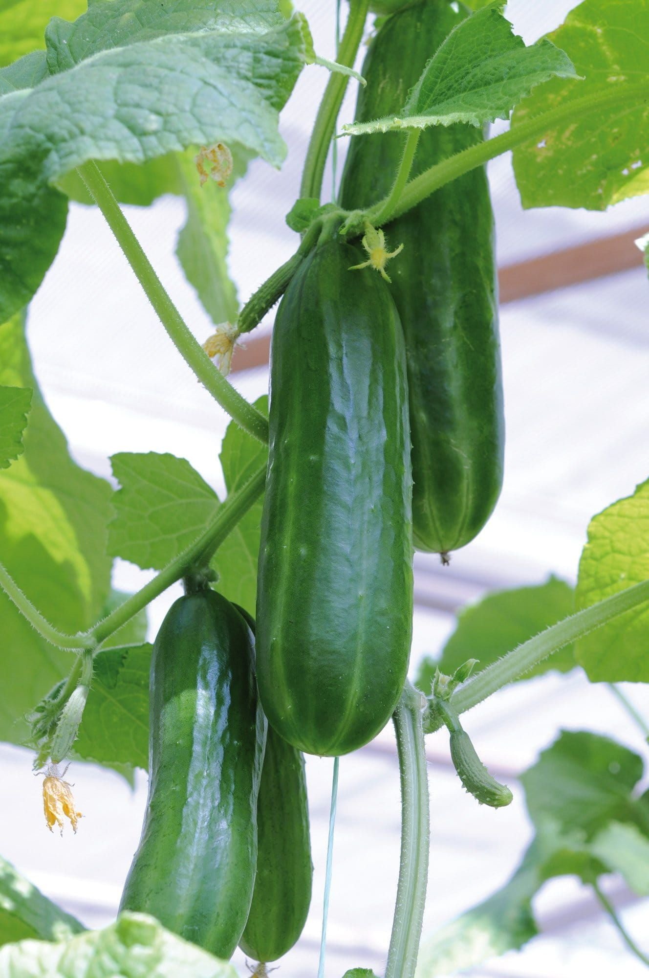 Cucumber_Passandra_comp_58c14bba-f6d0-4ace-b655-25975bbc8611.jpg