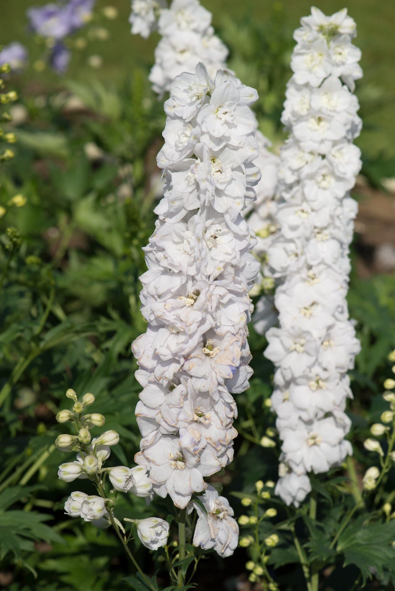 Delphinium_Aurora_White_comp_e4cb0c72-5c4f-4cdb-a5af-4c2dc6f91326.jpg