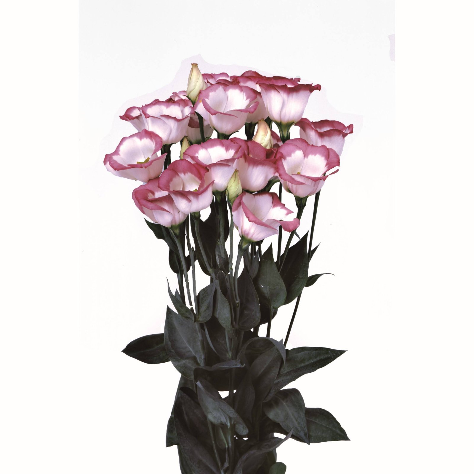 Lisianthus-Piccolo-2_Hot_Lips.jpg