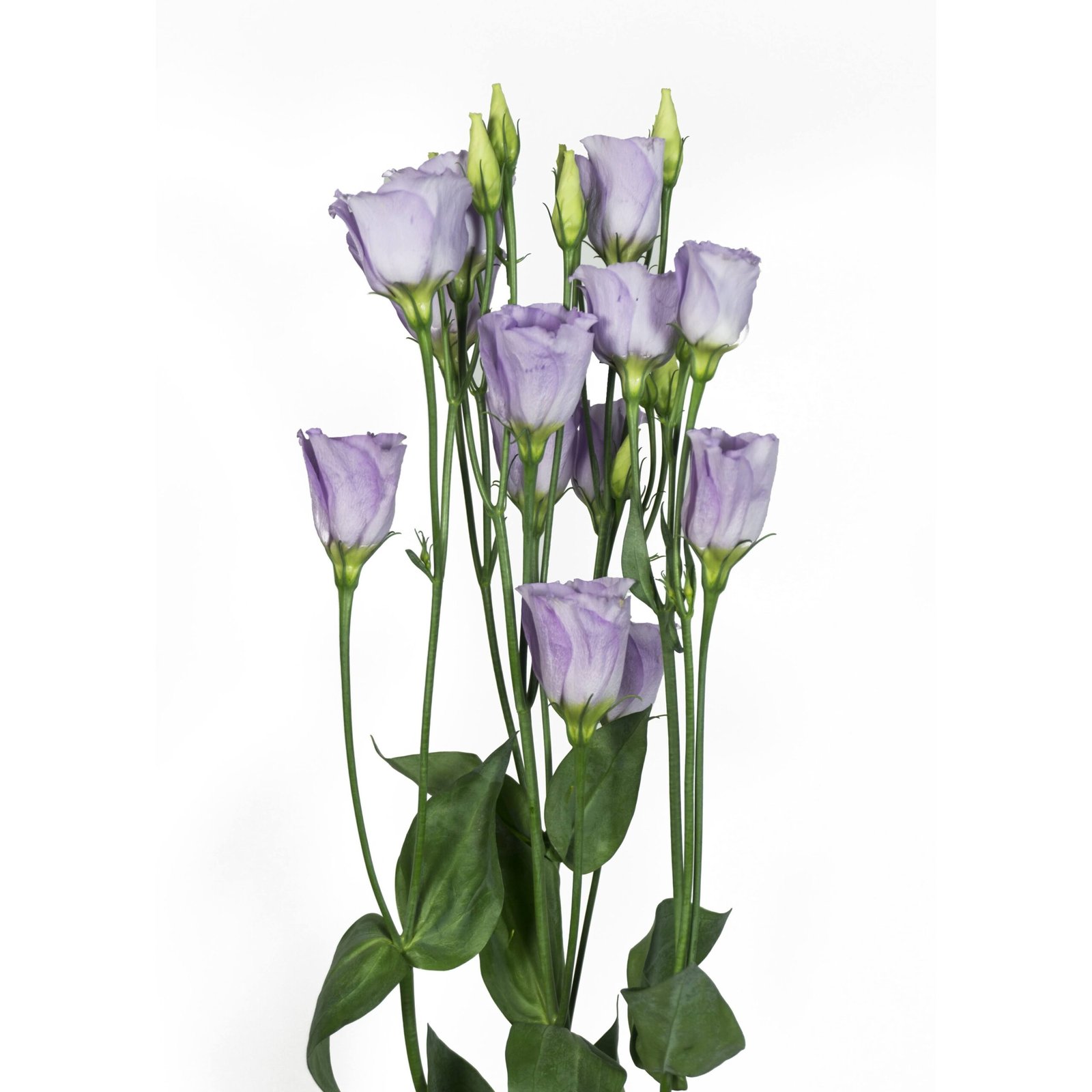Lisianthus-Piccolo-2_Lavender-scaled-1.jpg