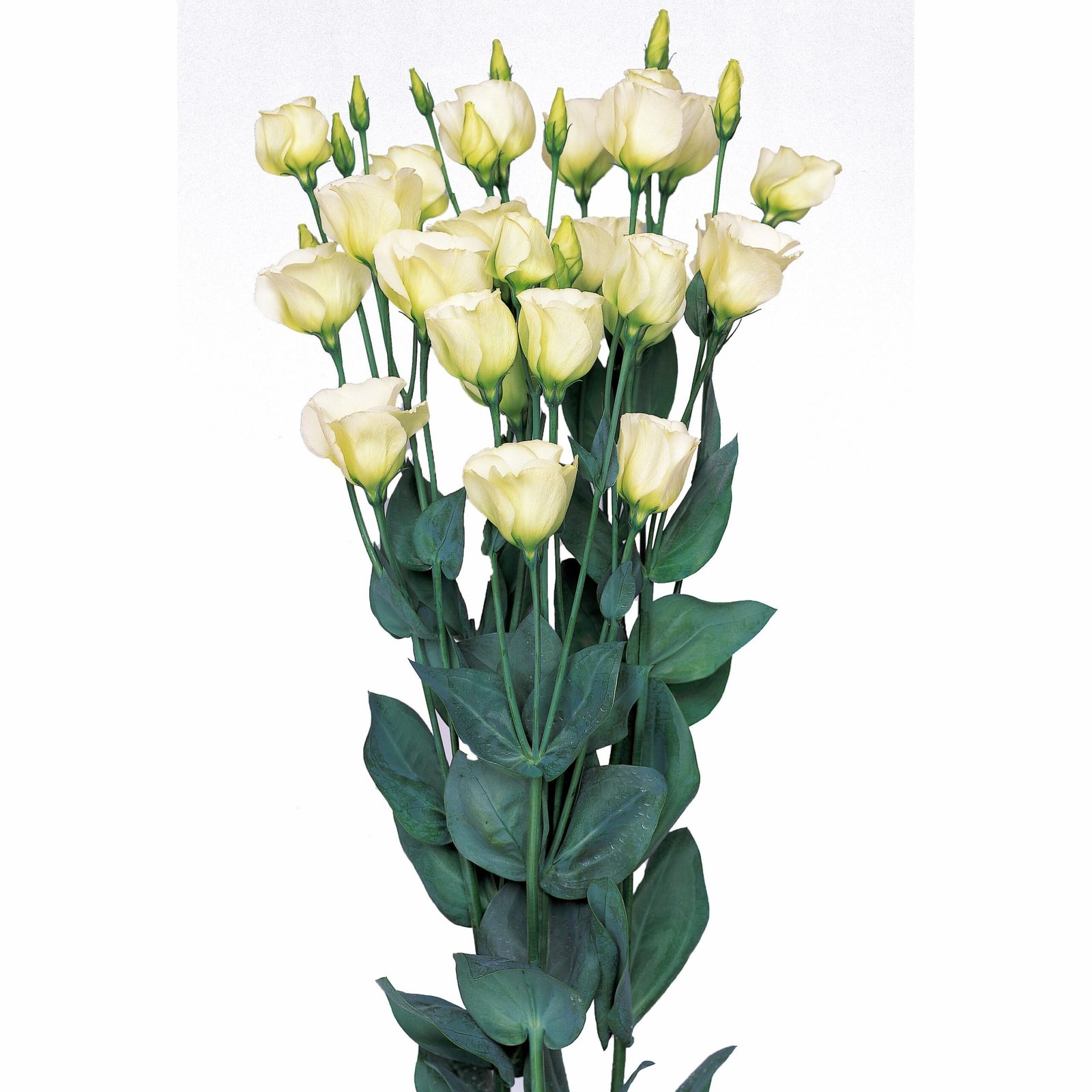 Lisianthus-Piccolo-2_Lime_Green-scaled-1.jpg