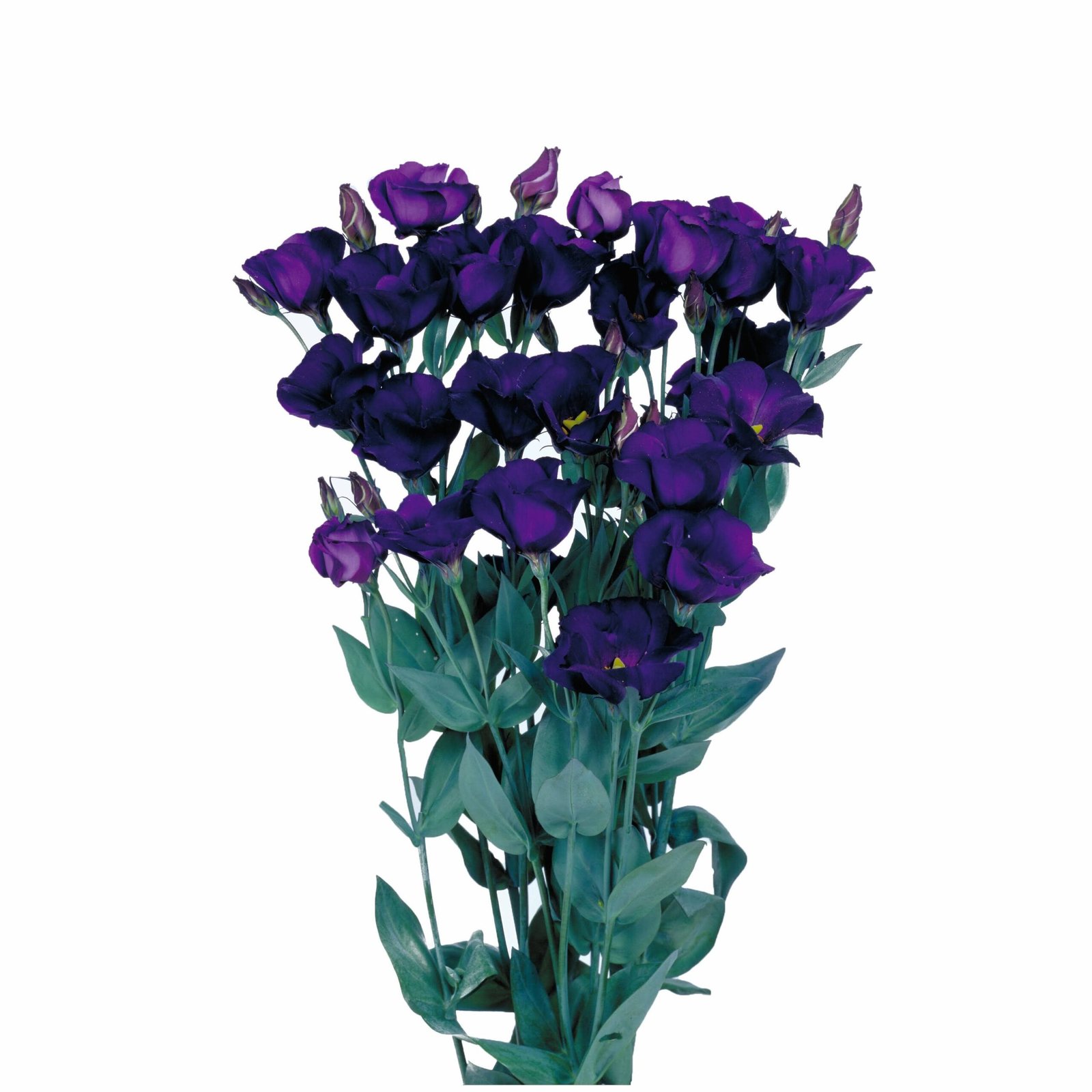 Lisianthus-Piccolo-2_Violet-scaled-1.jpg