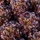 Macai4.jpg