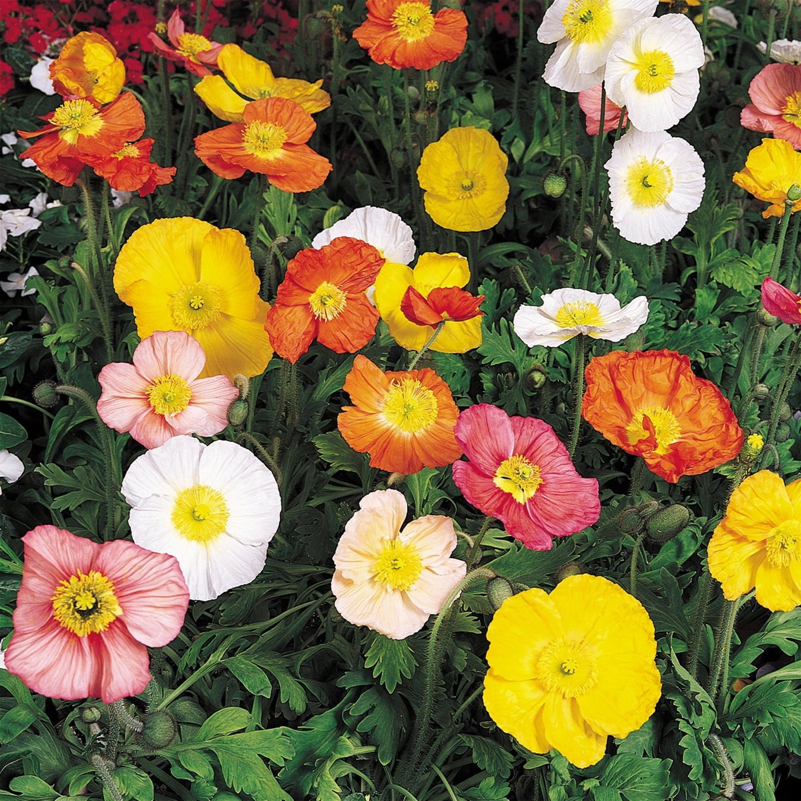 Papaver_Champagne_Bubbles_Mixed_01_comp_0eccd80a-6e68-4800-8093-3d3255f3ef50.jpg