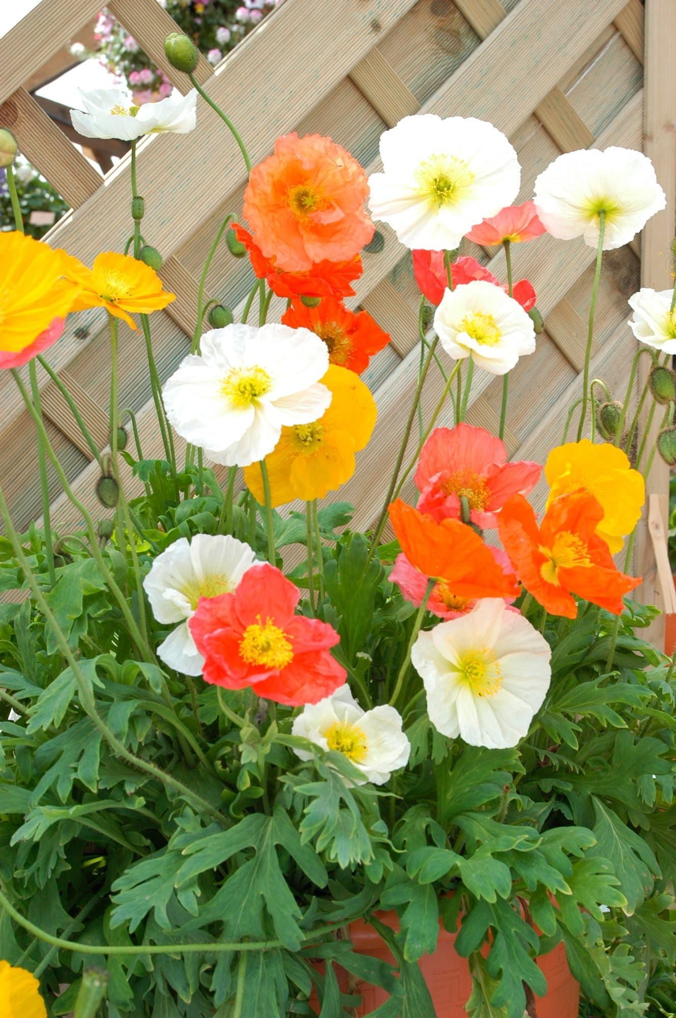 Papaver_Champagne_Bubbles_Mixed_02_comp_a2675159-68aa-49e5-bb2e-78e167735785.jpg