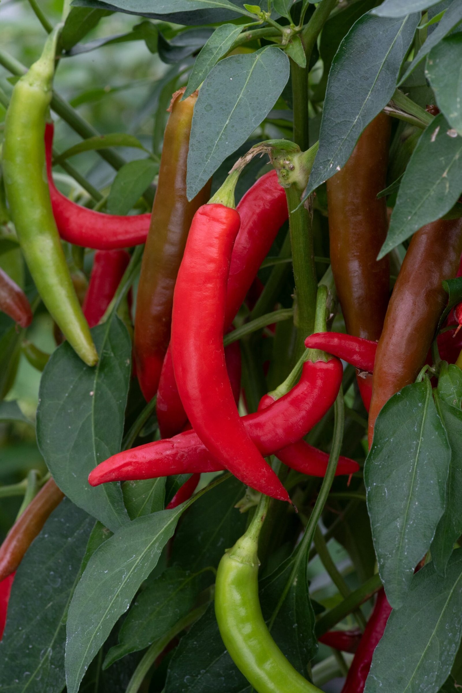 PepperHotJoker01-scaled-1.jpg