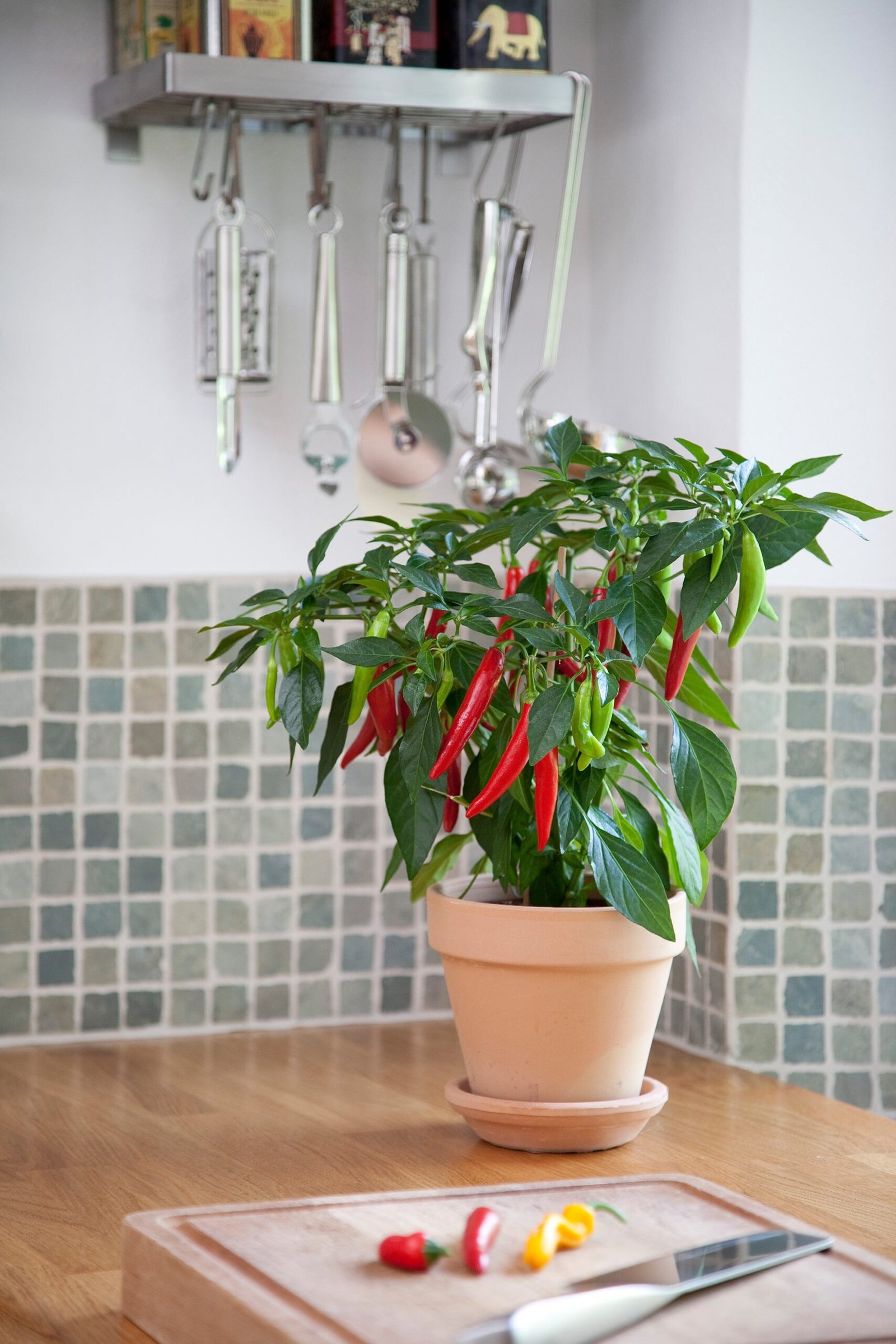 PepperHotJoker02-scaled-1.jpg