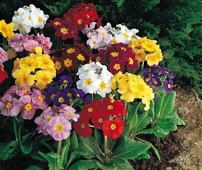 Polyanthus-CrescendoBlendedMix_comp_c77f4782-f947-4743-a8a3-39c34ff9d6d3.jpg