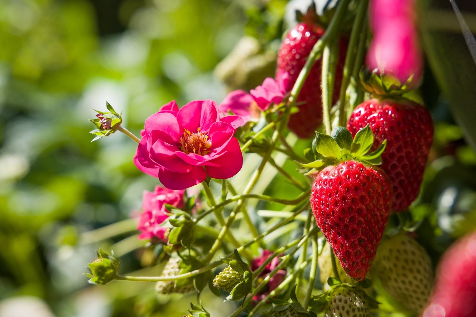 StrawberrySummerBreezeCherry01ABZ.jpg