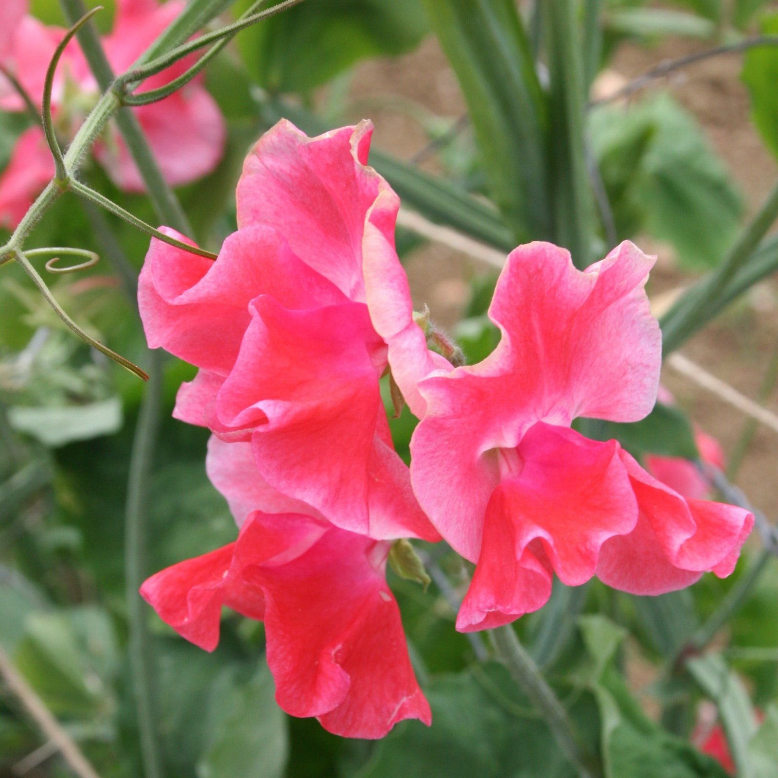 Sweet_Pea_Spencer_Candy_King_comp_fa6fd071-c9c2-4225-a37d-22814c9b8281.jpg