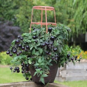 Tomato Akoya F1 Hybrid Seeds