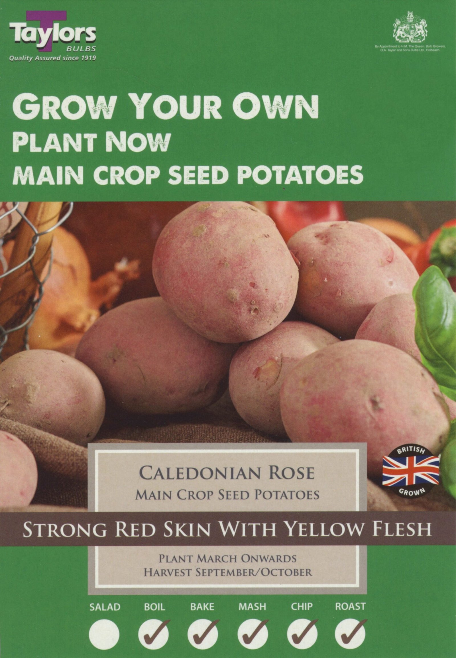 VP419CaledonianRose-scaled-1.jpg