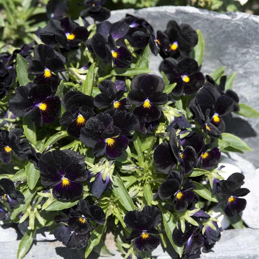 Viola_Back_to_Black_comp_e3deda0c-ddfa-4702-aabb-d98acdb8d9bf.jpg