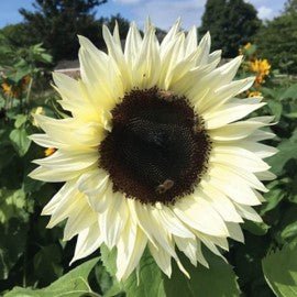 Sunflower White Nite Seeds