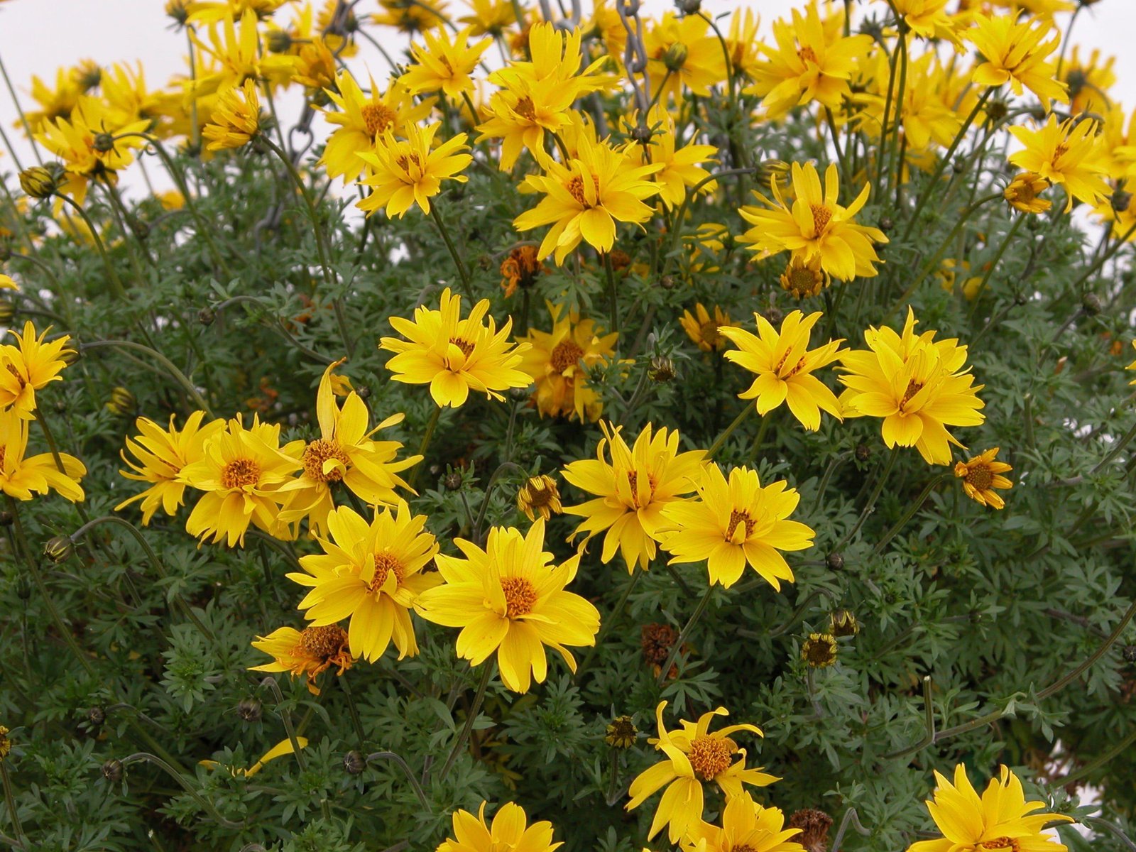 bidens_comp_0297074c-e48e-41a1-91b3-dc1d011875dd.jpg