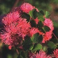 Thalictrum aquilegifolium Seeds
