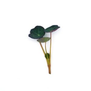 Microgreens Baby Leaves Nasturtium Blue Pepe Seeds