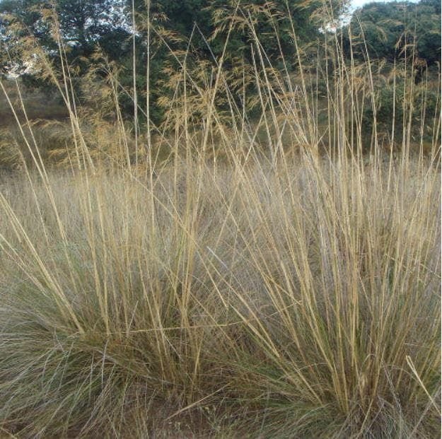 carex4_comp_b27e2b20-74f9-49ae-ba28-d31adfb47b05.jpg