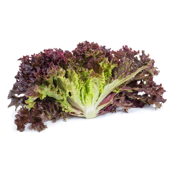 carn2.png