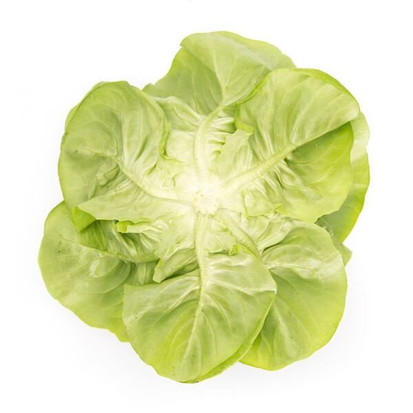 cel3.png