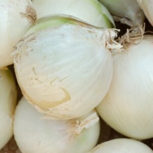 Spring Onion Paris Silverskin Seeds