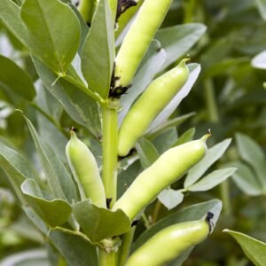 Broad Bean Red Epicure Seed
