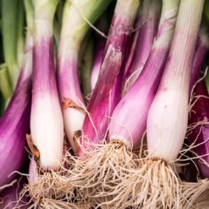 Onion Long Red Florence Seeds