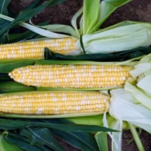 Sweet Corn Honey & Cream F1 Hybrid Seed