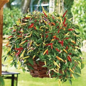 Pepper (Chilli) Volante Hot Red F1 Hybrid Seeds