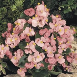 Begonia Heaven Pink F1 Hybrid Seeds -  Reduced due to short date