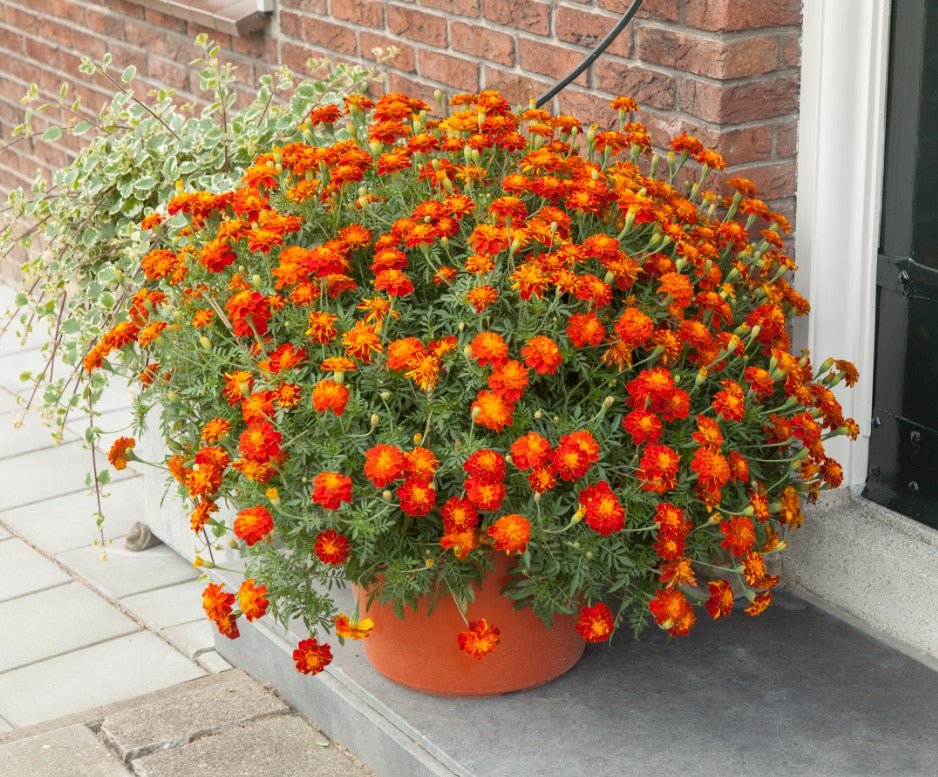 marigold1.jpg