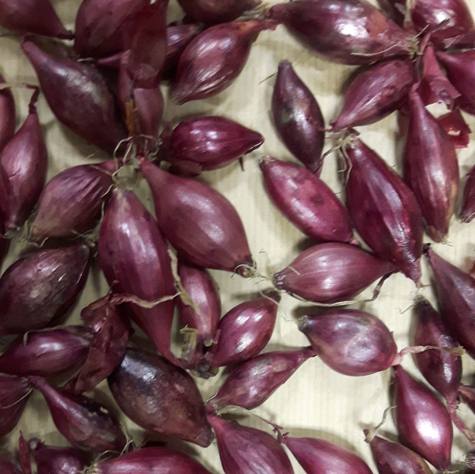 redonion_comp-scaled-1.jpg
