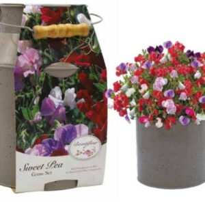 Bees Sweet Pea Seeds Little Sweet Heart - Milk Churn Growing Kit